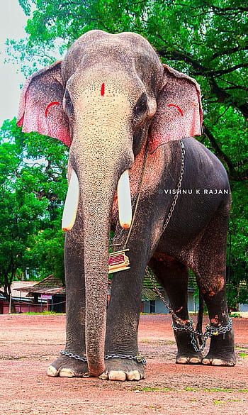 Kerala, elephants, india, HD phone wallpaper | Peakpx