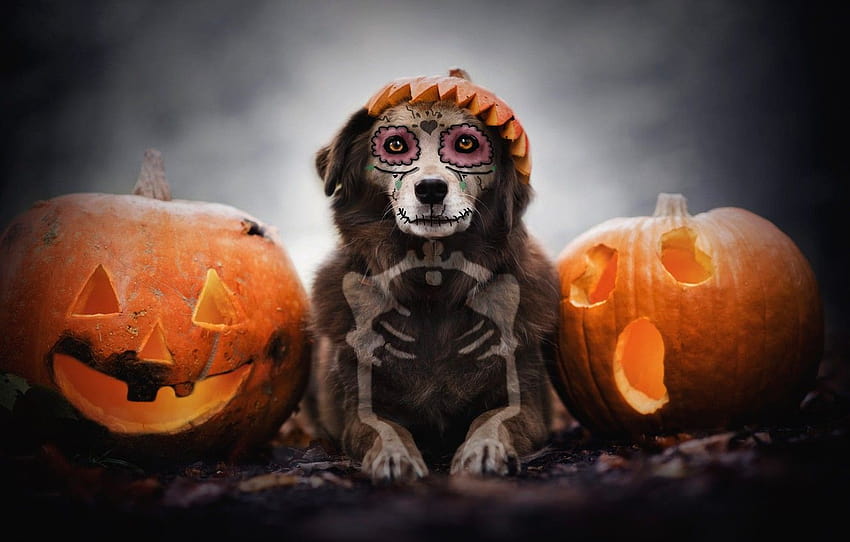 autumn, look, face, background, holiday, skull, dog, bones, skeleton, pumpkin, lies, Halloween, faces, makeup, Jack, paint , section собаки, dog in halloween HD wallpaper