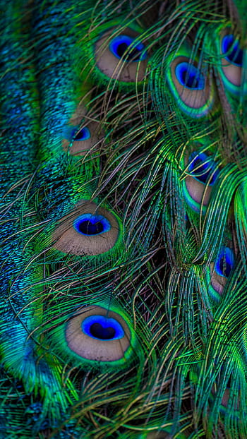 1,000+ Peacock Feather Images & Pictures in HD - Pixabay
