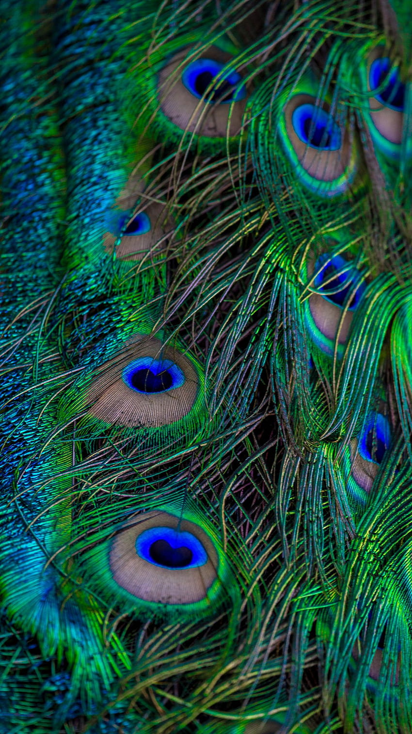 1350x2400 feathers, peacock, macro, beautiful, pattern iphone 8+/7+/6s+/  for parallax backgrounds, iphone krishna peacock feather HD phone wallpaper  | Pxfuel