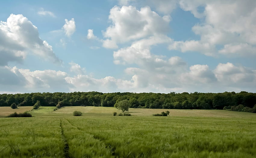 Schöner blauer Himmel auf grüner Baumlandschaft, Baumgrenze HD-Hintergrundbild