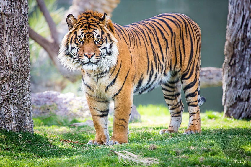 Tła tygrysa sumatrzańskiego Tapeta HD