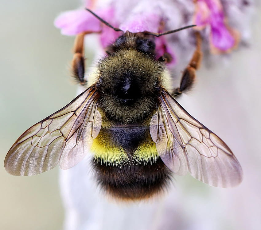 Bombus flavifrons, bumble bees HD wallpaper