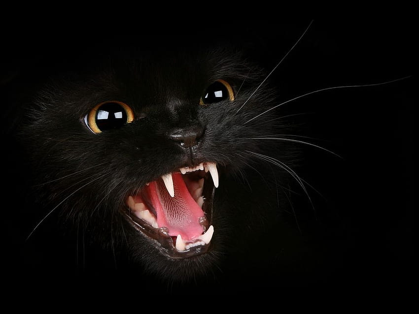 papel de parede Gato Preto Wallpaper HD