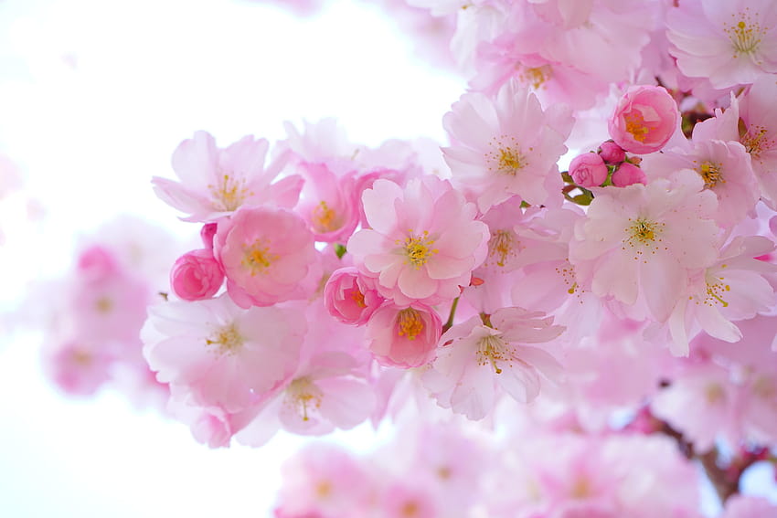 Череша за вашия или мобилен екран и лесна за използване естетика на японско розово дърво HD тапет