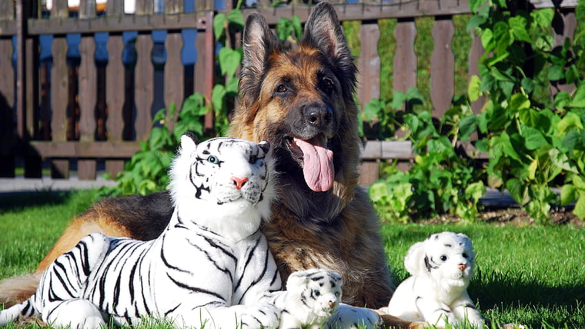 dog, Tiger, Animals, German Shepherd, Stuffed Animals, mix animals HD wallpaper