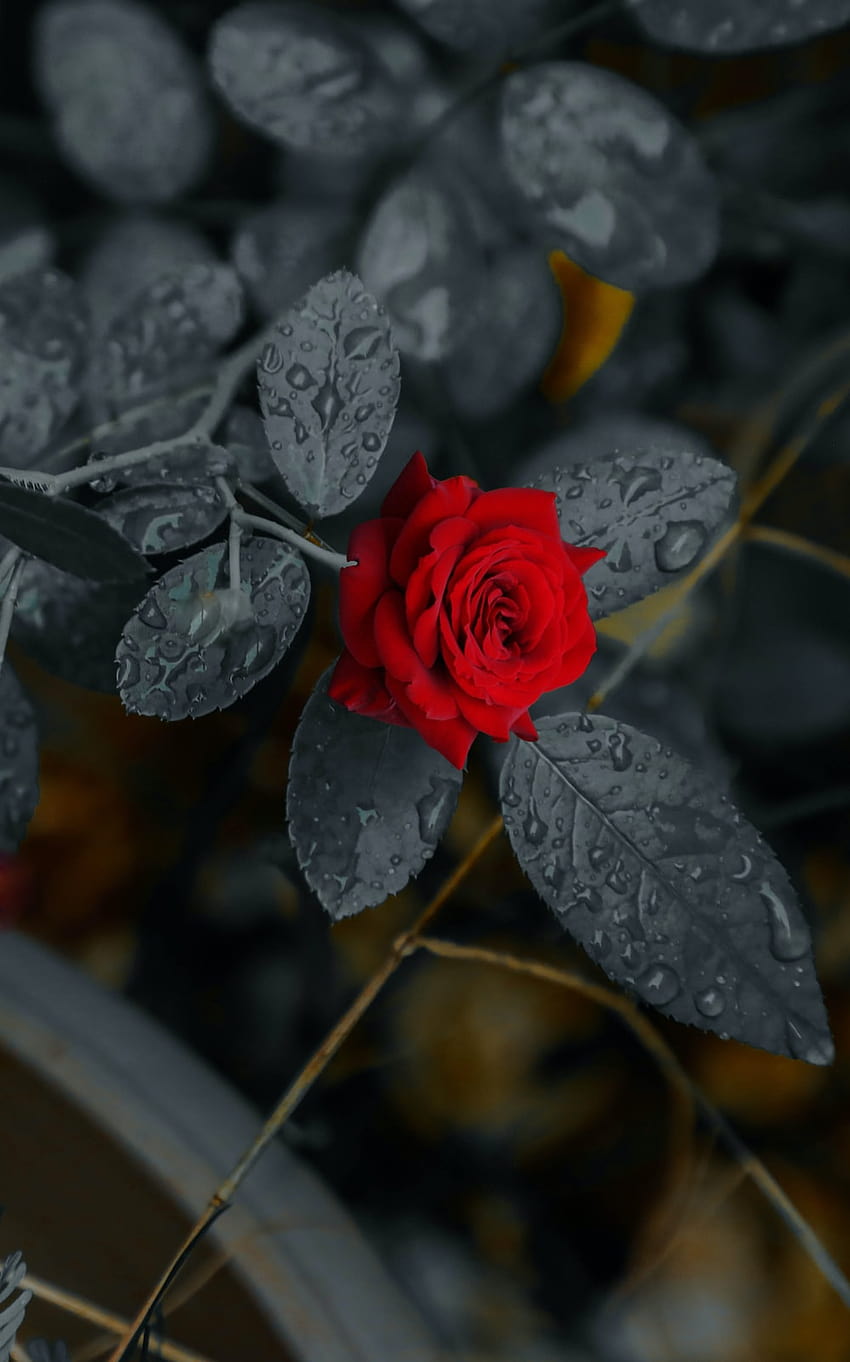 red rose in bloom during daytime – Flower HD phone wallpaper