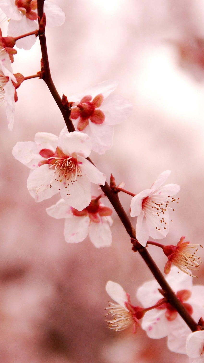 Cherry Blossom iPhone, cherry iphone HD phone wallpaper | Pxfuel