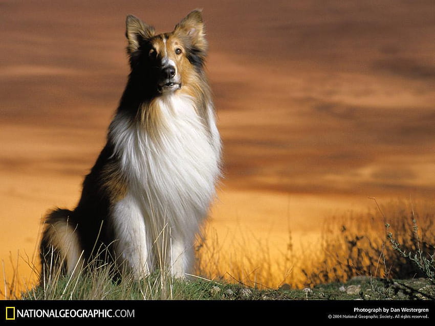 Best 5 Lassie Backgrounds On Hip Lassie 1994 Hd Wallpaper Pxfuel