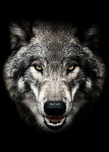 Wolf Wallpaper Stock Photos Images and Backgrounds for Free Download