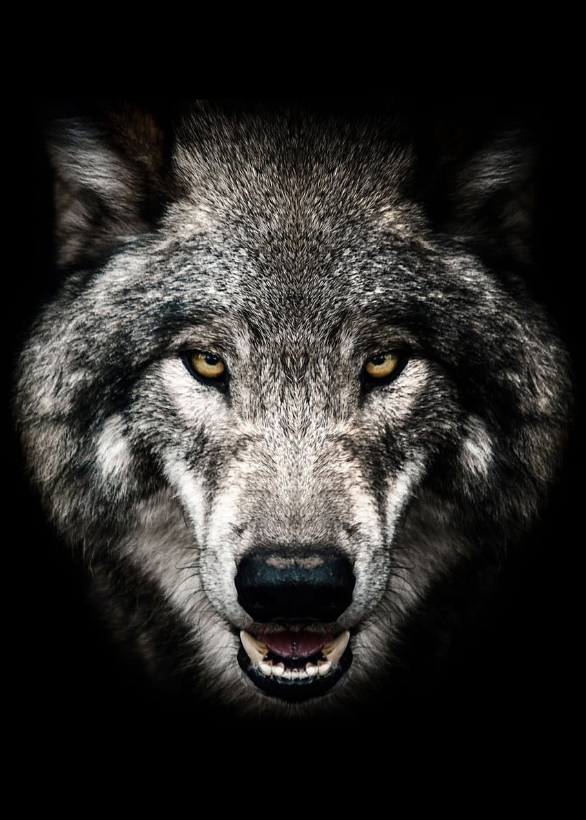 wild angry wolf head ' Poster by MK studio HD phone wallpaper