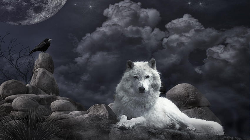 Olf , Backgrounds, wolf 1920x1080 HD wallpaper
