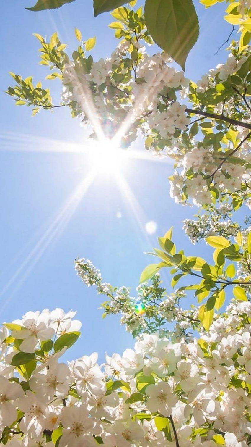 matahari bersinar, telepon, bunga musim semi, pohon mekar, dengan mekar putih wallpaper ponsel HD