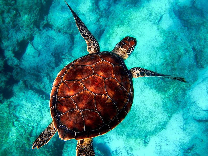 Meeresschildkröte, Schildkröten im Ozean HD-Hintergrundbild