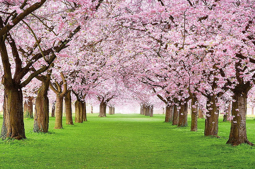 СТРАХОТНО ИЗКУСТВО Декорация за стена с цветя Cherry Blossom Flowers, пролетни цветя HD тапет