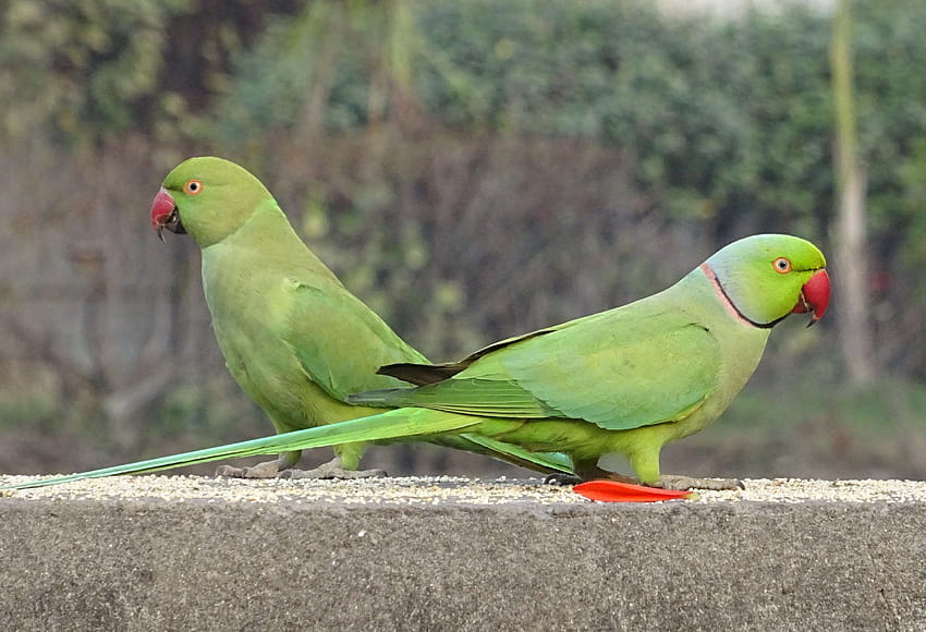 Bird, Delhi, Fauna, Green, India, Parakeet, Parrot, indian ringneck HD wallpaper