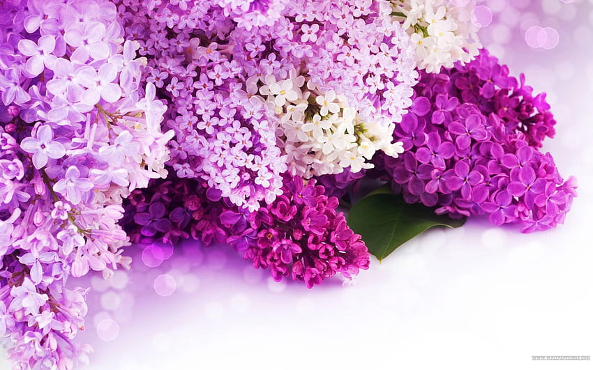 Lilac Backgrounds, Pics HD wallpaper