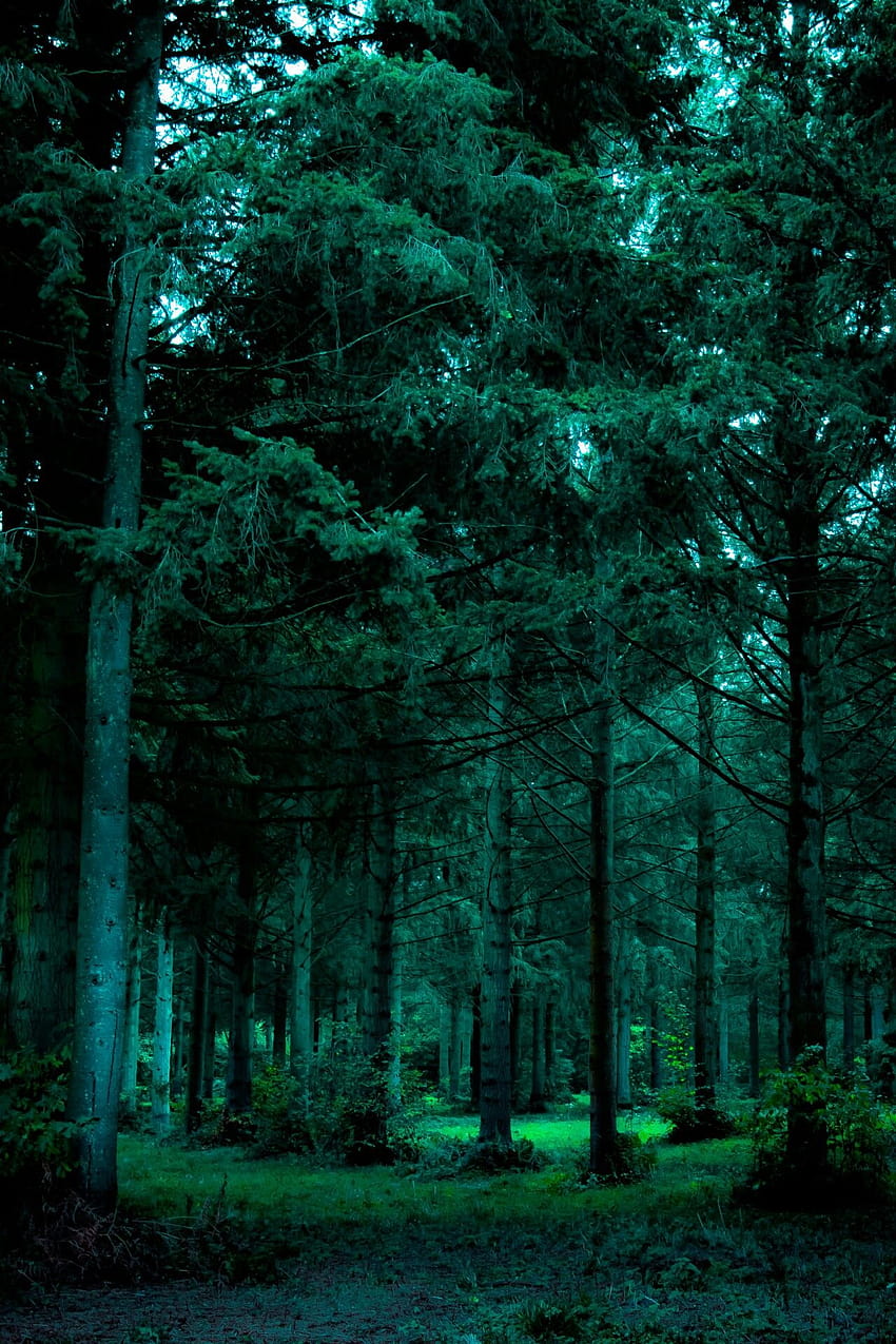 Deep Forest, floresta verde estética Papel de parede de celular HD