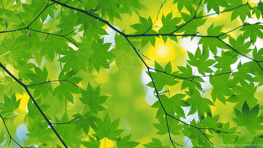 Best Green Autumn Leaves BAckground Full Size ... Backgrounds HD wallpaper