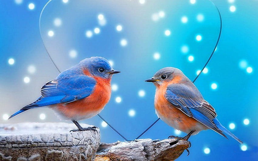 amantes 3d, hermosos pájaros del amor fondo de pantalla