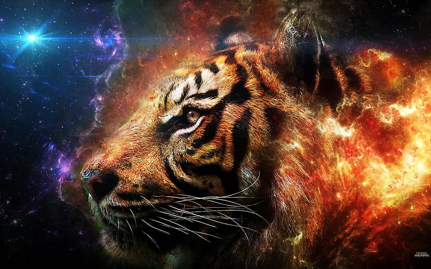 Animals Tiger and backgrounds, cool space animals HD wallpaper