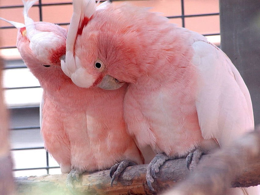 Pink Love Birds HD wallpaper