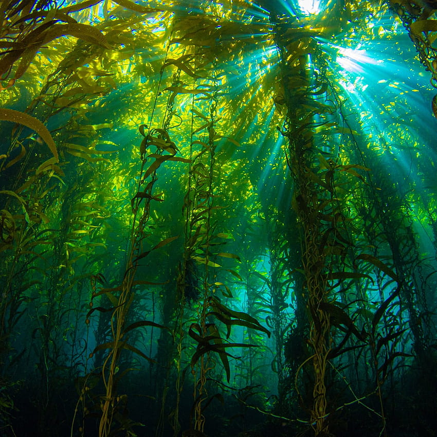 Plantwatch: kelp – florestas esquecidas que ajudam a enfrentar a crise climática, floresta de kelp Papel de parede de celular HD