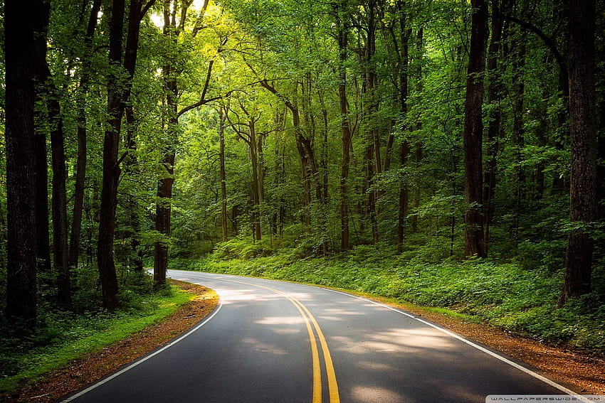 Green Road, green forest trees road HD wallpaper