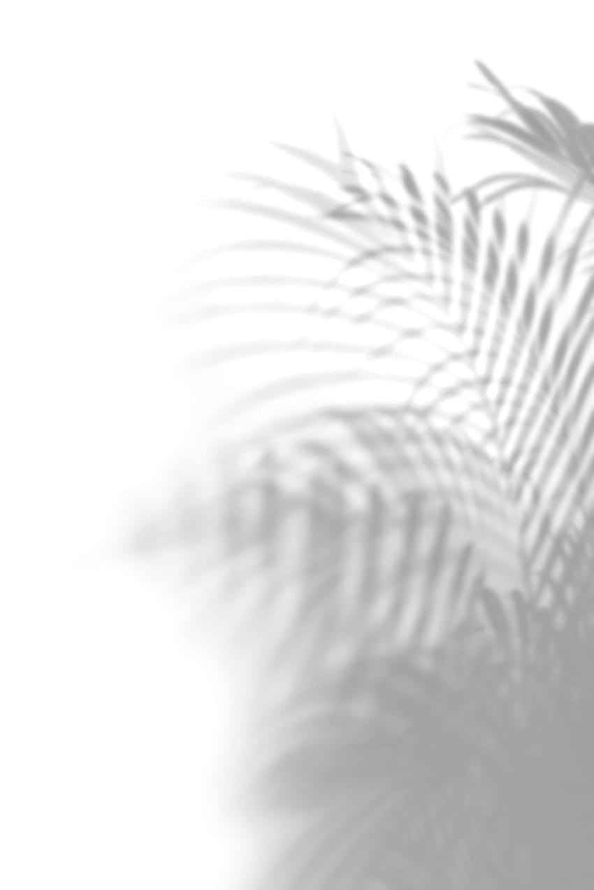 psd premium de sombra de folhas de palmeira em fundos brancos, sombra branca Papel de parede de celular HD