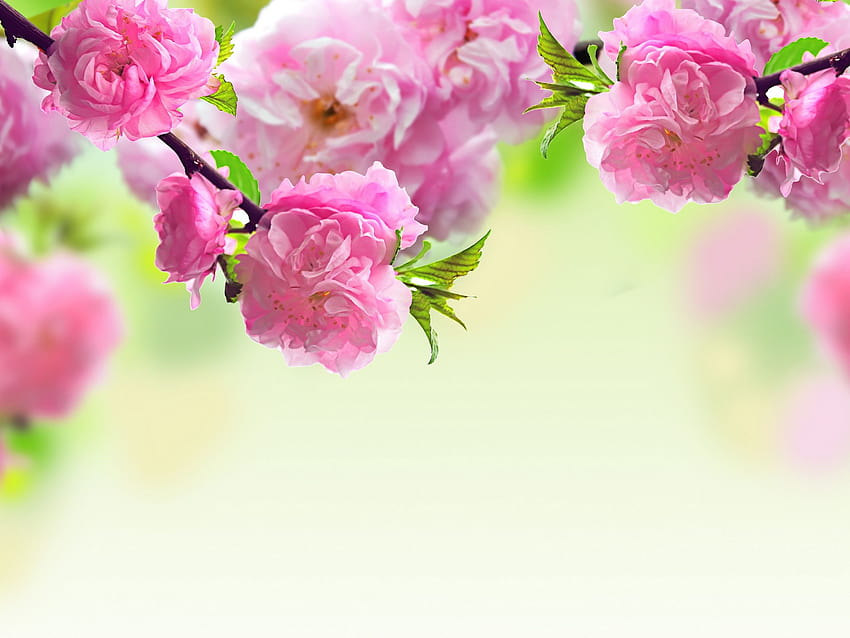 Happy Mother's Day to all the wonderful moms out there. Have a, mothers day frame HD wallpaper