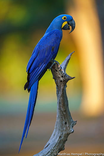1,400+ Hyacinth Macaw Stock Photos, Pictures & Royalty-Free Images - iStock  | Blue hyacinth macaw