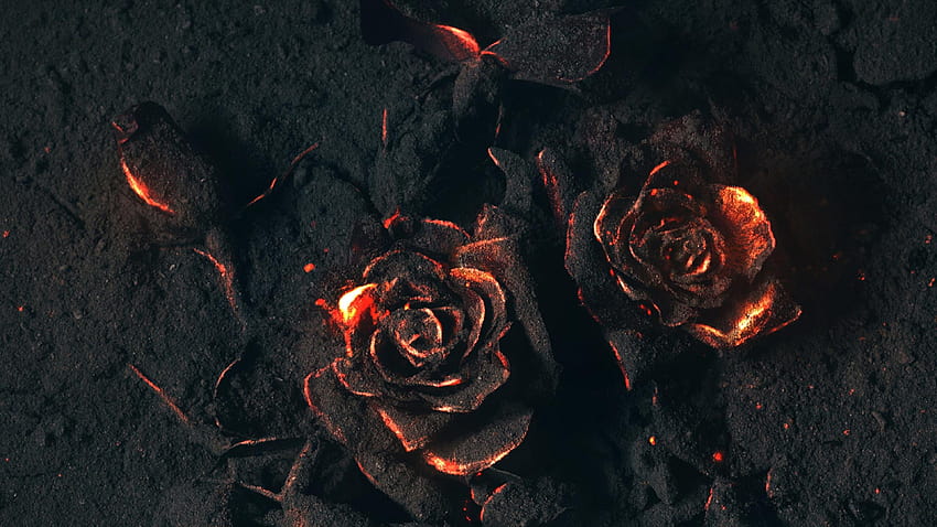 Burning Rose, burning flower HD wallpaper