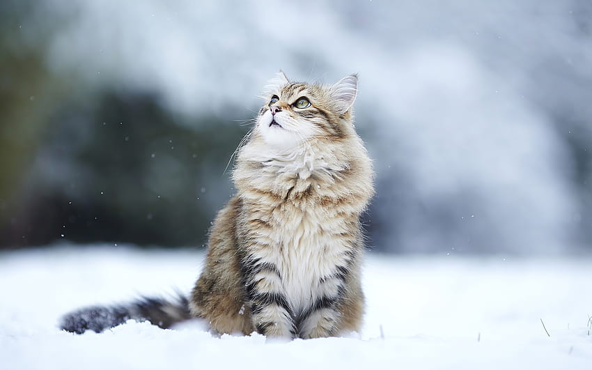 Chat en hiver, animaux, arrière-plans et chats dans la neige Fond d'écran HD