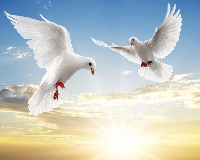 A Dove Pair With Ray Of Hope HD wallpaper