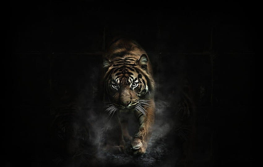 Oscuro, Tigre, Animal, sección кошки, animales oscuros fondo de pantalla