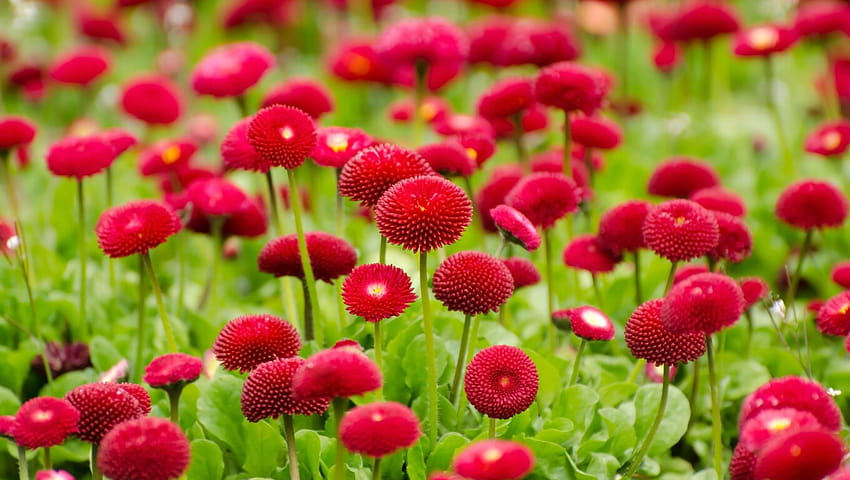 1360x768 Flowers Red Summer Laptop , Backgrounds, and, laptop summer HD wallpaper