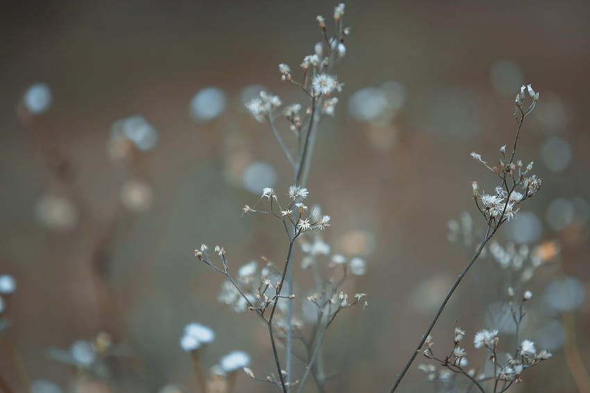 White Baby's Breath Flower in Focus graphy · Запас, бебешки дъх HD тапет