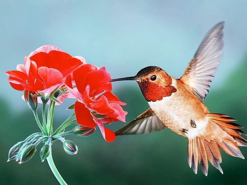 Rufous Hummingbird HD wallpaper