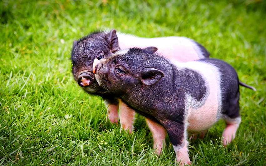 porquinhos fofos, porquinhos pretos rosa, grama verde, porquinhos, bichinhos fofos com resolução 2560x1600. Porcos minúsculos de alta qualidade papel de parede HD