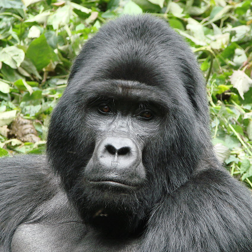 Mountain gorilla facts and, gorilla troop HD phone wallpaper
