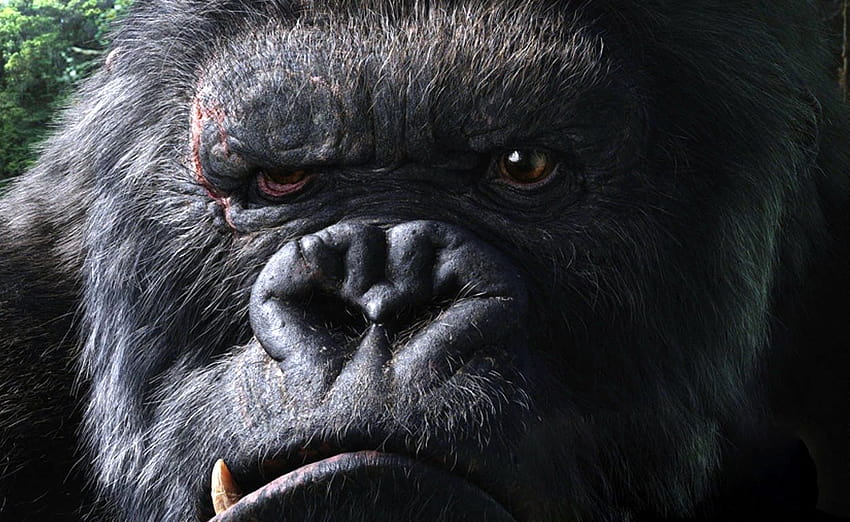 gorila enojado fondo de pantalla