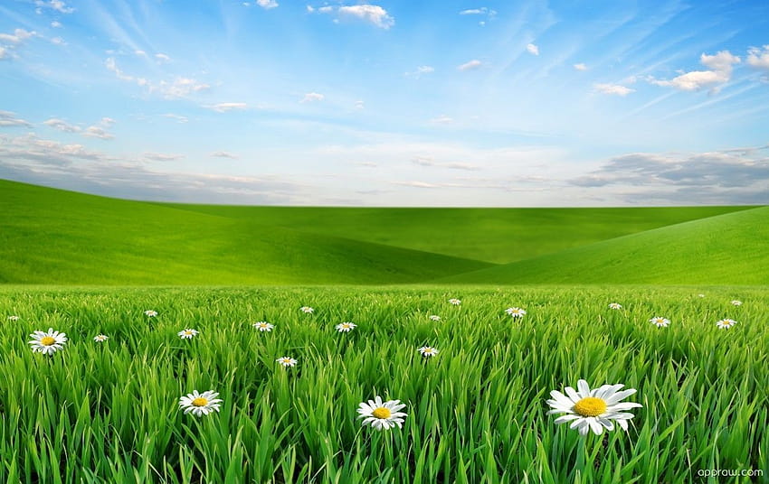 Padang Rumput Musim Semi, padang rumput musim semi Wallpaper HD