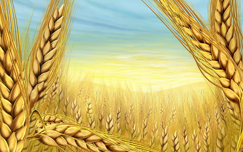 1440x900 Summer Wheat PC and Mac, aesthetic grain HD wallpaper