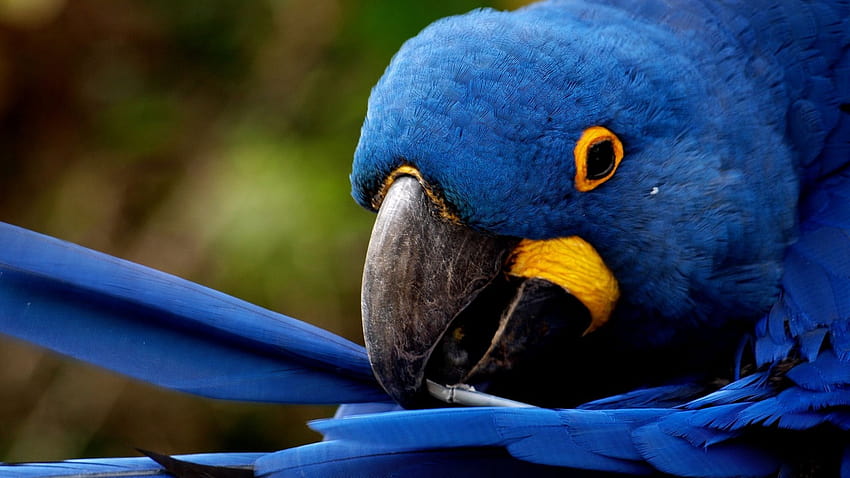 birds, Animals, Parrots, Hyacinth, Macaw / and Mobile Backgrounds, hyacinth macaw HD wallpaper