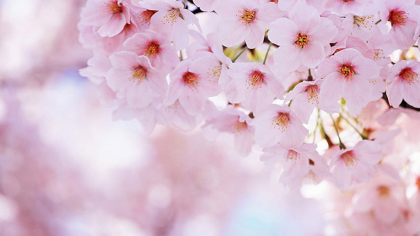 ピンクの花、花、花びら、春、植物、花、花•あなたのために、花と春 高画質の壁紙