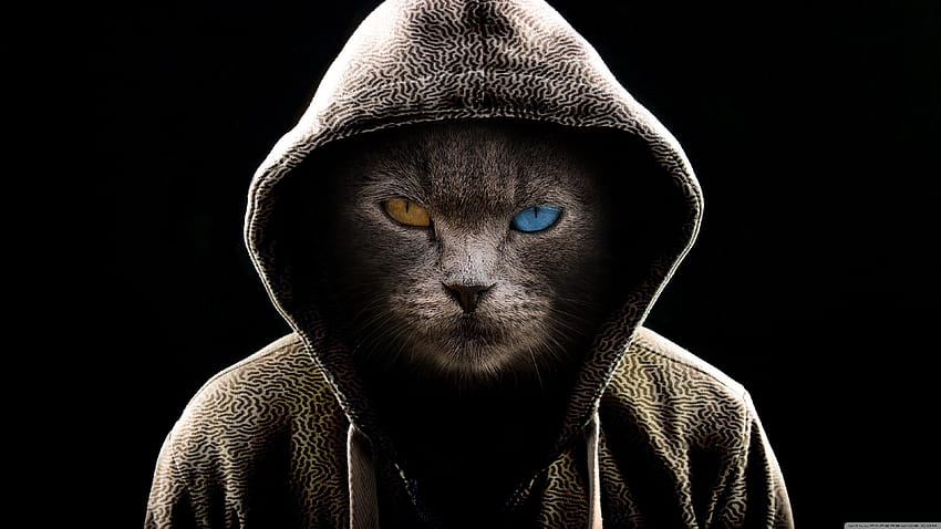 Undercover Cat Ultra Tła dla U TV: Tablet: Smartfon, kocięta Tapeta HD