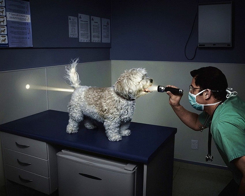 Veteriner köpekleri aç karnına muayene eder HD duvar kağıdı