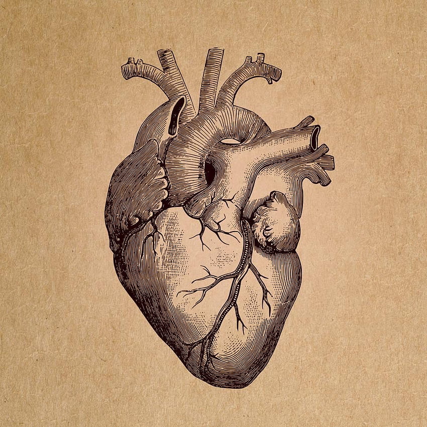Stock de coeur humain, anatomie cardiaque Fond d'écran de téléphone HD