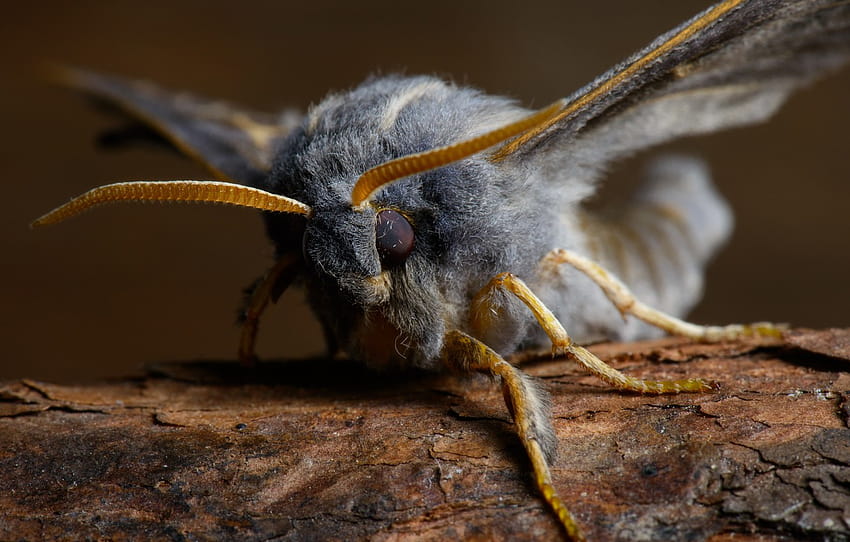 wings, legs, hairy, fluff, moth, Insect , section животные HD wallpaper