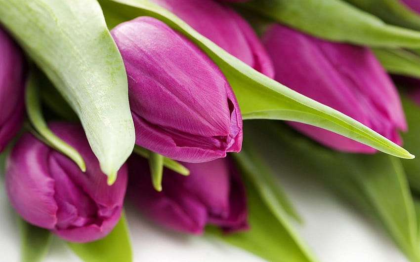 Tulipe unique 15819 en fleurs Fond d'écran HD